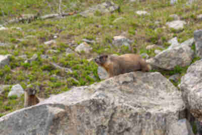A momma marmot