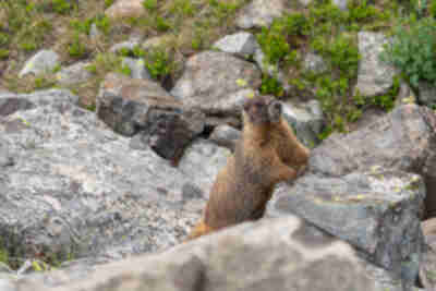 A momma marmot