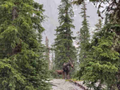 A moose and calf in front of us on the trail