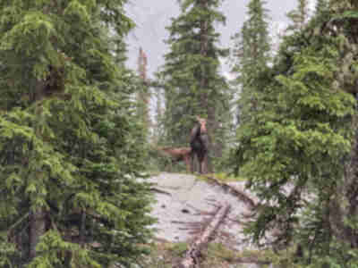 A moose and calf in front of us on the trail