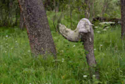 We thought this stump looked like a Dr. Seuss animal