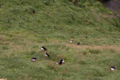 Visiting the puffins on Heimaey island