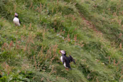 Visiting the puffins on Heimaey island