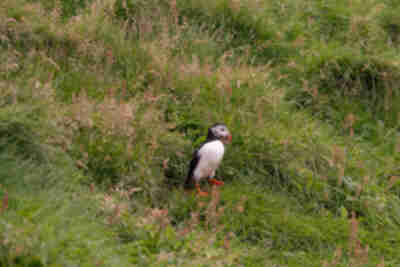 Visiting the puffins on Heimaey island