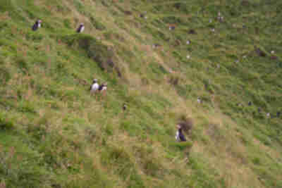 Visiting the puffins on Heimaey island