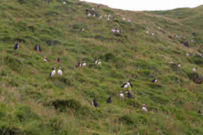 Visiting the puffins on Heimaey island