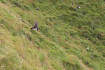 Visiting the puffins on Heimaey island