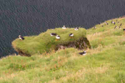 Visiting the puffins on Heimaey island