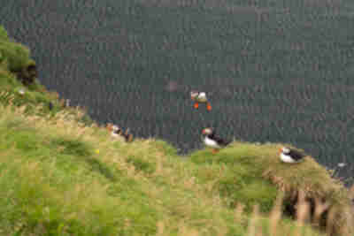 Visiting the puffins on Heimaey island