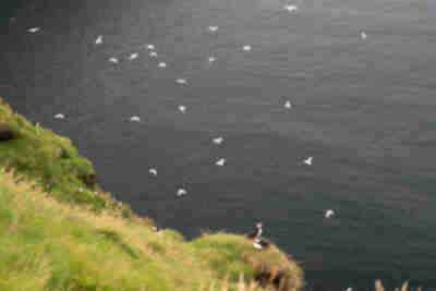 Visiting the puffins on Heimaey island