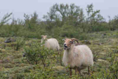 Sheep at Skaftafellsjökull