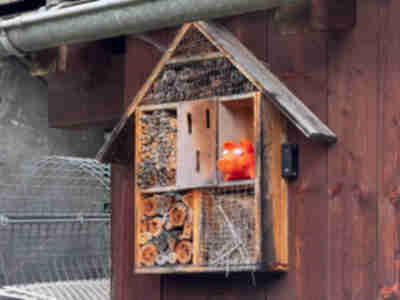 An amusing native bee house along our hike