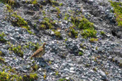 A ptarmigan