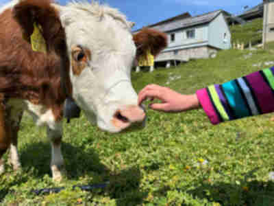 Amy makes another cow friend