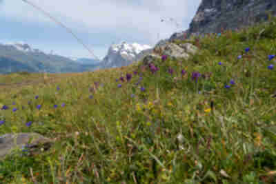 Descending the Eiger Trail to Alpiglen
