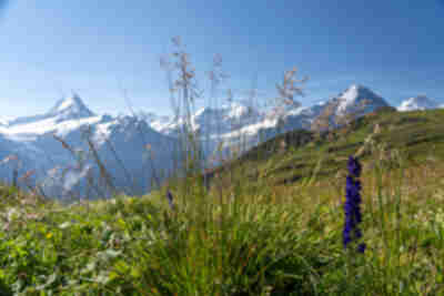 Hiking to Bachalpsee from First