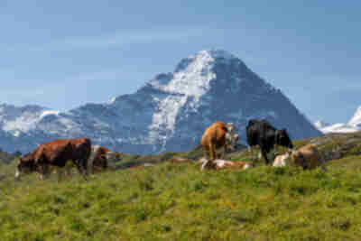 Hiking to Bachalpsee from First