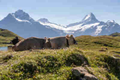 Bachalpsee Lake