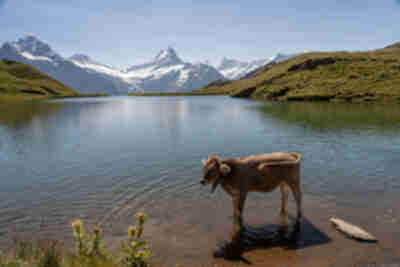 Bachalpsee Lake