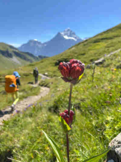 Hiking from Bachalpsee down to Bort