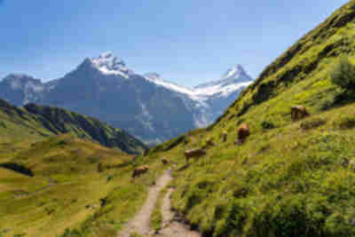 Hiking from Bachalpsee down to Bort