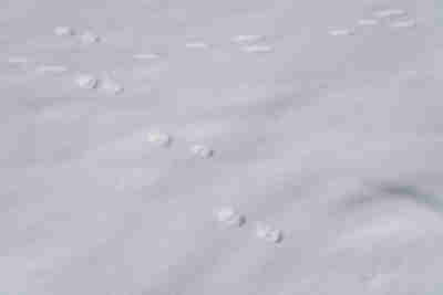 Bobcat tracks?