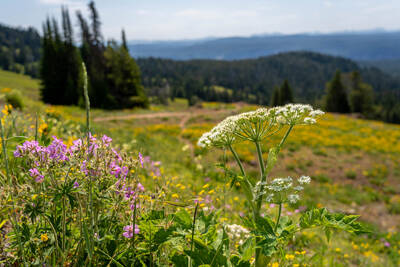 Dunraven Pass