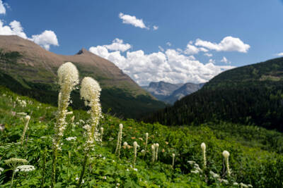 Beargrass