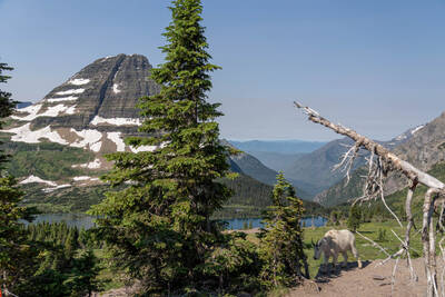 A friendly mountain goat above Hidden Lake