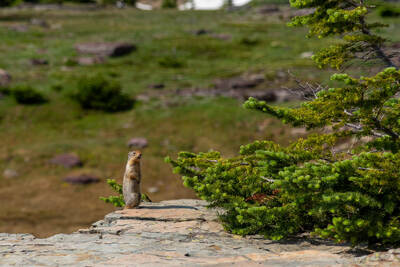 Glacier's ground squirrels are very marmot like