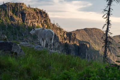 Friendly goats at sunset