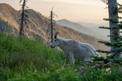 Friendly goats at sunset