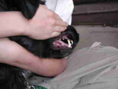 We discovered that sharp teeth are characteristic of a predator.  It helps them cut through and tear their prey.