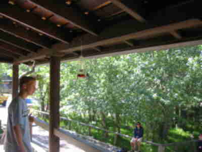 Greg approaching a hummingbird at the Office