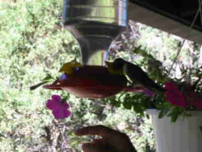 A hummingbird at the feeder with someone trying to get it to land on their finger
