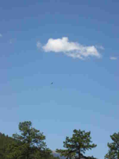 A raven flying in the sky above Outdoor Lab