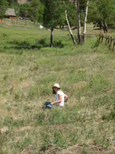 Poppie completing a Point Count Survey