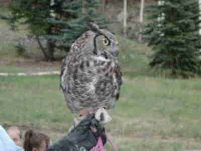 A great-horned owl from Windsong