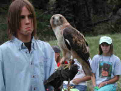 A red-tailed hawk from Windsong