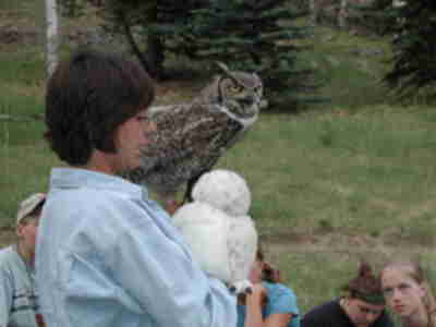 Demonstrating that owls really can't turn their heads 360 degrees