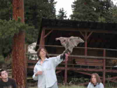 The owl flapping its wings