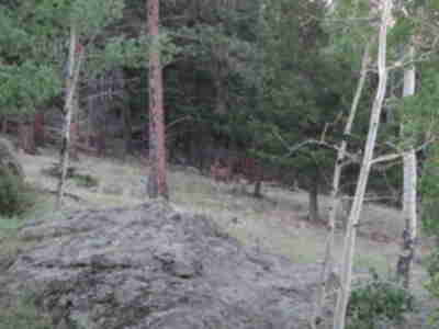 A buck deer on the hike down from our campout