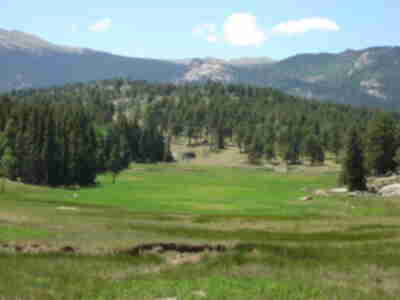 A recently burnt meadow at the Mt. Evans Wildlife Area