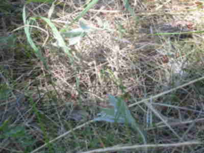 An unburned area of grass - burning gets rid of all the built up, dead grass
