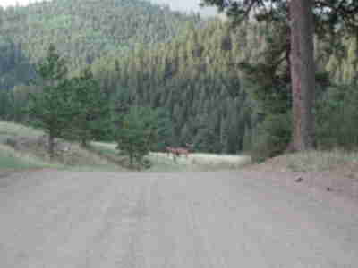 Two Bull Elk along the road by the pond
