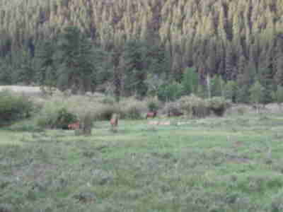 Four Bull Elk!  They munched in the meadow below us the entire time we were fishing.