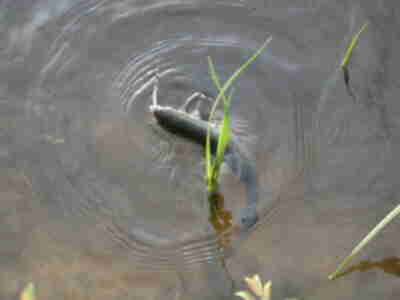 A caught fish (released soon thereafter)