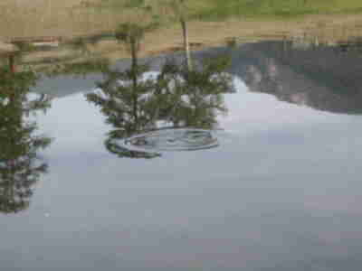 Fish rising to the surface of the pond