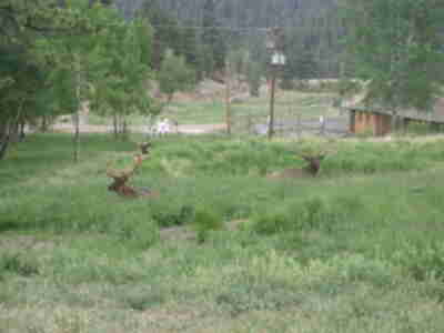Three bull elk below the barn on Friday morning