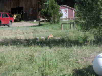 A red fox who was sitting on the Wildlife porch on Friday morning when we arrived